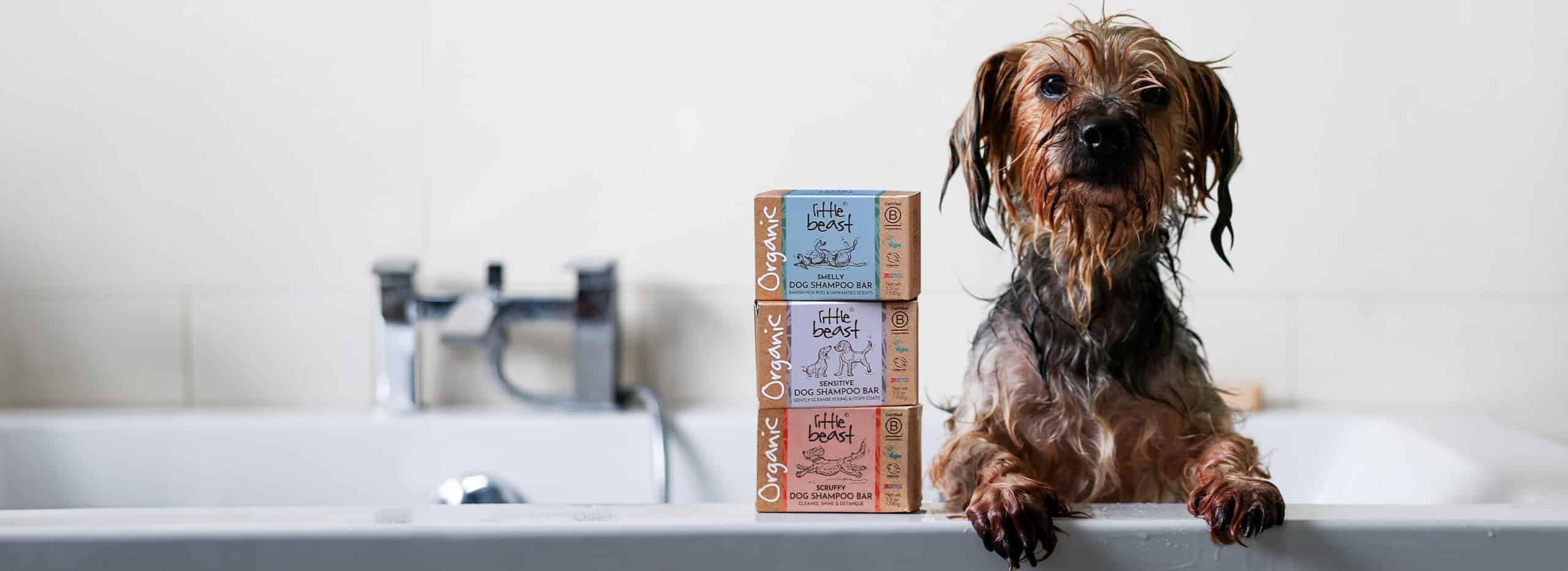 Scruffy wet dog with 3 Dog Shampoo Bars. Little Beast Sensitive, Scruffy & Smelly Shampoo Bars.
